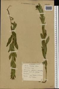 Pentanema salicinum subsp. asperum (Poir.) Mosyakin, Eastern Europe, Rostov Oblast (E12a) (Russia)