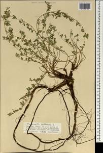 Medicago ruthenica (L.)Ledeb., Mongolia (MONG) (Mongolia)