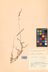 Muhlenbergia japonica Steud., Siberia, Russian Far East (S6) (Russia)