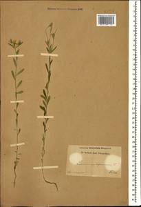 Linum nodiflorum L., Caucasus (no precise locality) (K0)