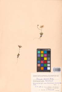 Primula borealis Duby, Siberia, Chukotka & Kamchatka (S7) (Russia)