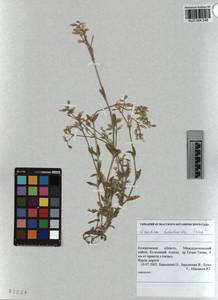KUZ 004 548, Cerastium holosteoides Fries emend. Hyl., Siberia, Altai & Sayany Mountains (S2) (Russia)