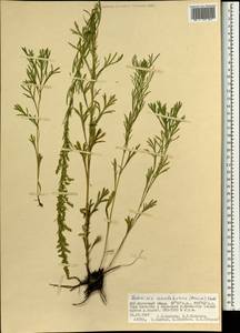 Artemisia mandschurica (Kom.) Kom., Mongolia (MONG) (Mongolia)