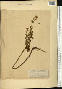 Oenothera biennis L., Eastern Europe, Moscow region (E4a) (Russia)