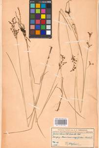 Juncus alpinoarticulatus Chaix, Eastern Europe, Moscow region (E4a) (Russia)