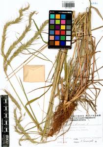 Elymus sibiricus L., Siberia, Baikal & Transbaikal region (S4) (Russia)