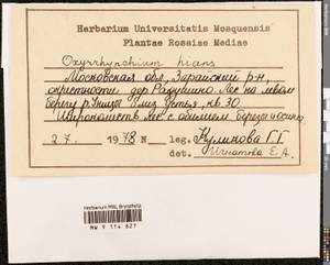 Oxyrrhynchium hians (Hedw.) Loeske, Bryophytes, Bryophytes - Moscow City & Moscow Oblast (B6a) (Russia)