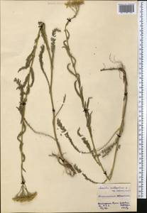 Achillea setacea Waldst. & Kit., Middle Asia, Northern & Central Kazakhstan (M10) (Kazakhstan)