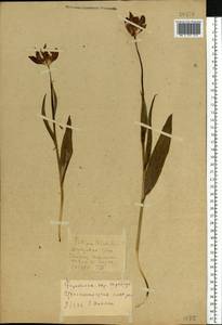 Tulipa suaveolens Roth, Eastern Europe, North Ukrainian region (E11) (Ukraine)