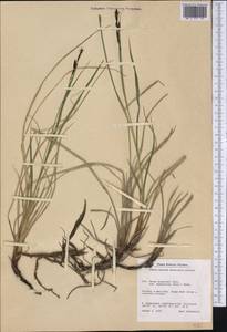 Carex dacica Heuff., America (AMER) (Greenland)