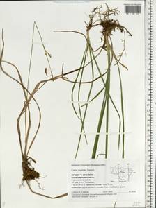 Carex vaginata Tausch, Eastern Europe, Central region (E4) (Russia)