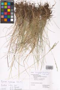 Festuca nigrescens Lam., Eastern Europe, Western region (E3) (Russia)