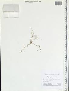 Sagina procumbens, Eastern Europe, Central forest region (E5) (Russia)