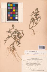 Chenopodium vulvaria L., Eastern Europe, Eastern region (E10) (Russia)
