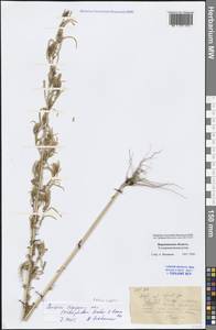 Bassia scoparia (L.) Beck, Eastern Europe, Central forest-and-steppe region (E6) (Russia)
