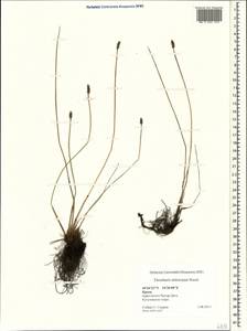 Eleocharis mitracarpa Steud., Crimea (KRYM) (Russia)