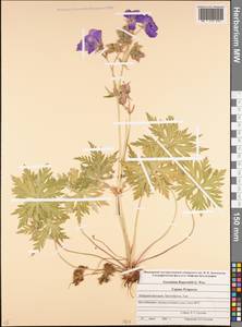 Geranium ruprechtii (Woronow) Grossh., Caucasus, Stavropol Krai, Karachay-Cherkessia & Kabardino-Balkaria (K1b) (Russia)