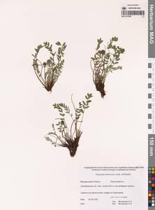 Oxytropis evenorum Jurtzev & A.P.Khokhr., Siberia, Chukotka & Kamchatka (S7) (Russia)