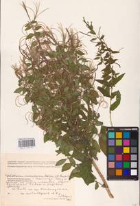 Epilobium roseum subsp. subsessile (Boiss.) P. H. Raven, Eastern Europe, Northern region (E1) (Russia)