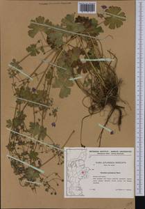 Geranium pyrenaicum Burm. f., Western Europe (EUR) (Denmark)