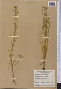 Erigeron lonchophyllus Hook., America (AMER) (Canada)