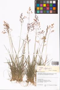 Agrostis, Siberia, Western Siberia (S1) (Russia)