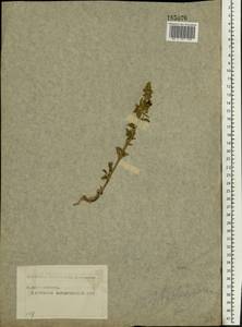 Stachys annua (L.) L., Eastern Europe, Moscow region (E4a) (Russia)