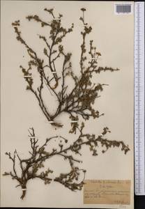 Dasiphora parvifolia (Fisch. ex Lehm.) Juz., Middle Asia, Northern & Central Tian Shan (M4) (Kazakhstan)