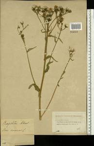 Picris hieracioides L., Eastern Europe, Volga-Kama region (E7) (Russia)