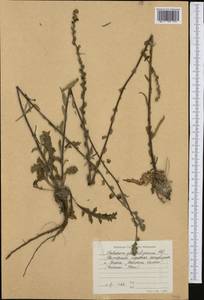 Verbascum purpureum (Janka) Hub.-Mor., Western Europe (EUR) (Bulgaria)