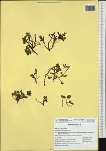 Salix herbacea L., Western Europe (EUR) (Italy)