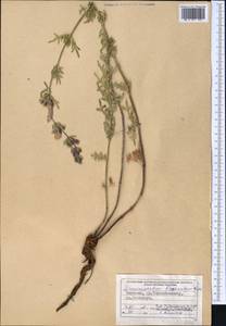 Dracocephalum bipinnatum Rupr., Middle Asia, Northern & Central Tian Shan (M4) (Kyrgyzstan)