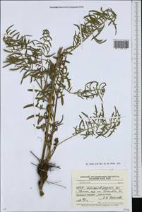 Centaurea, Eastern Europe, North Ukrainian region (E11) (Ukraine)