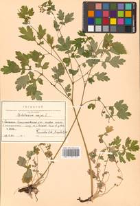 Chelidonium majus L., Siberia, Russian Far East (S6) (Russia)