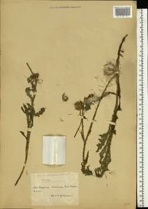 Cirsium, Eastern Europe, Moldova (E13a) (Moldova)