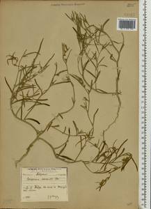 Corispermum marschallii Stev., Eastern Europe, North-Western region (E2) (Russia)