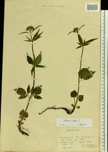 Valeriana tripteris L., Eastern Europe, West Ukrainian region (E13) (Ukraine)