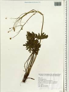 Ranunculus kotschyi Boiss., South Asia, South Asia (Asia outside ex-Soviet states and Mongolia) (ASIA) (Iran)