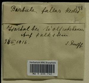 Geheebia fallax (Hedw.) R.H. Zander, Bryophytes, Bryophytes - Western Europe (BEu) (Germany)