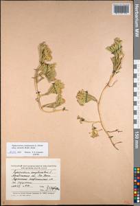 Diphasiastrum complanatum subsp. montellii (Kukkonen) Kukkonen, Siberia, Chukotka & Kamchatka (S7) (Russia)