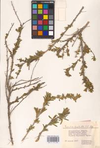 Krascheninnikovia ceratoides (L.) Gueldenst., Eastern Europe, Lower Volga region (E9) (Russia)