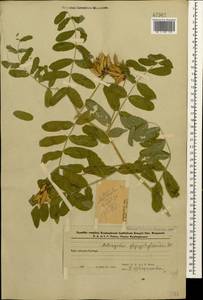 Astragalus glycyphylloides DC., Caucasus, Azerbaijan (K6) (Azerbaijan)