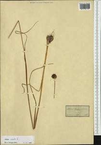 Allium vineale L., Botanic gardens and arboreta (GARD) (Not classified)