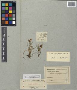 Carex stenophylla subsp. stenophylla, Unclassified