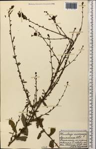 Plumbago europaea L., Caucasus, Armenia (K5) (Armenia)