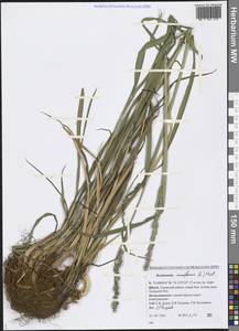 Beckmannia eruciformis (L.) Host, Siberia, Western Siberia (S1) (Russia)