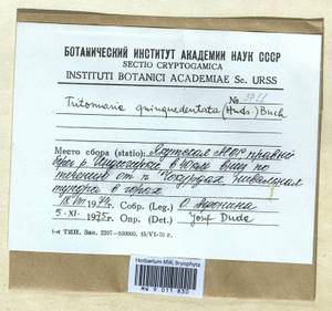 Trilophozia quinquedentata (Huds.) Bakalin, Bryophytes, Bryophytes - Yakutia (B19) (Russia)