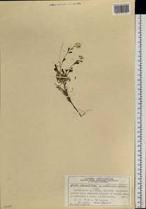 Arabidopsis lyrata subsp. petraea (L.) O'Kane & Al-Shehbaz, Siberia, Central Siberia (S3) (Russia)