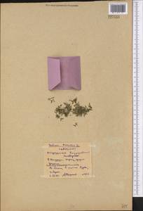 Lemna trisulca L., Middle Asia, Northern & Central Kazakhstan (M10) (Kazakhstan)