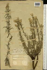 Jurinea stoechadifolia (M. Bieb.) DC., Eastern Europe, South Ukrainian region (E12) (Ukraine)